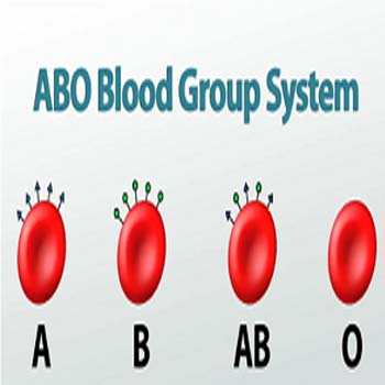 General knowledge about Four Blood Groups-exampoint.xyz